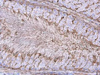 Anti-GAPDH antibody [GT239] (HRP) used in IHC (Paraffin sections) (IHC-P). GTX627408-01