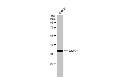 Anti-GAPDH antibody [GT239] (HRP) used in Western Blot (WB). GTX627408-01