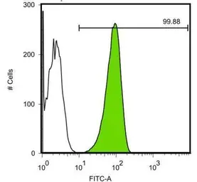 Anti-Oct4 antibody [GT486] used in Flow cytometry (FACS). GTX627419