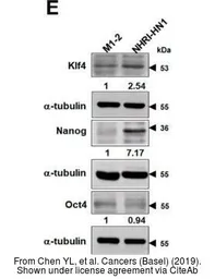 Anti-Nanog antibody [GT3312] used in Western Blot (WB). GTX627421