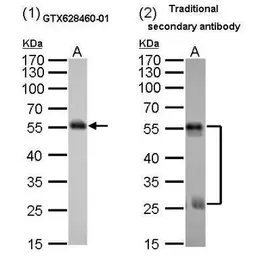 Mouse Anti-Rat IgG (Heavy chain) antibody [GT782] (HRP). GTX628460-01