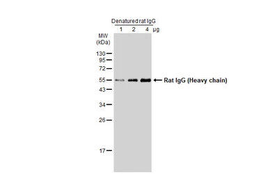 Mouse Anti-Rat IgG (Heavy chain) antibody [GT782] (HRP). GTX628460-01