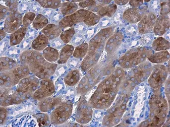 Anti-CBS antibody [GT519] used in IHC (Paraffin sections) (IHC-P). GTX628777