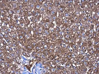 Anti-CBS antibody [GT519] used in IHC (Paraffin sections) (IHC-P). GTX628777