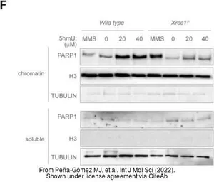 Anti-alpha Tubulin antibody [GT114] used in Western Blot (WB). GTX628802