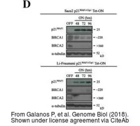 Anti-alpha Tubulin antibody [GT114] used in Western Blot (WB). GTX628802