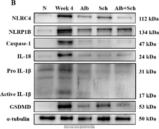 Anti-alpha Tubulin antibody [GT114] used in Western Blot (WB). GTX628802