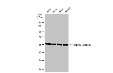 Anti-alpha Tubulin antibody [GT114] used in Western Blot (WB). GTX628802