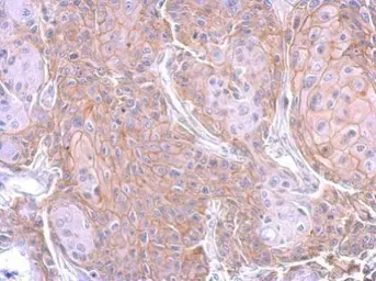 Anti-CD44 antibody [GT462] used in IHC (Paraffin sections) (IHC-P). GTX628895