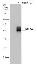 Anti-ZNF703 antibody [GT264] used in Western Blot (WB). GTX628896