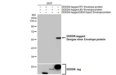 Anti-Dengue virus Envelope protein antibody [GT643] used in Western Blot (WB). GTX629117