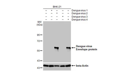 Anti-Dengue virus Envelope protein antibody [GT643] used in Western Blot (WB). GTX629117