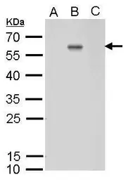 Anti-Dengue virus Envelope protein antibody [GT643] used in Western Blot (WB). GTX629117