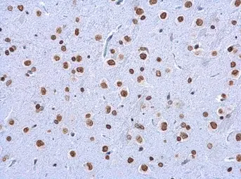 Anti-5-Methylcytosine / 5-mC antibody [GT4111] used in IHC (Paraffin sections) (IHC-P). GTX629448