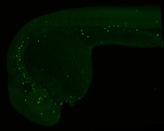 Anti-5-Methylcytosine / 5-mC antibody [GT4111] used in IHC (Whole mount) (IHC-Wm). GTX629448