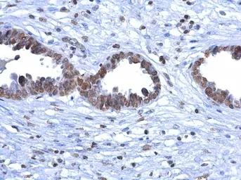 Anti-5-Methylcytosine / 5-mC antibody [GT4111] used in IHC (Paraffin sections) (IHC-P). GTX629448