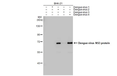 Anti-Dengue virus NS3 protein antibody [GT2811] used in Western Blot (WB). GTX629477