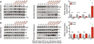 Anti-beta Actin antibody [GT5512] used in Western Blot (WB). GTX629630