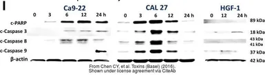 Anti-beta Actin antibody [GT5512] used in Western Blot (WB). GTX629630