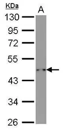 Anti-beta Actin antibody [GT5512] used in Western Blot (WB). GTX629630