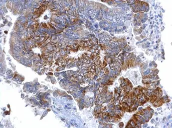 Anti-SETD6 antibody [GT688] used in IHC (Paraffin sections) (IHC-P). GTX629891