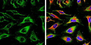 Anti-Calnexin antibody [GT1563] used in Immunocytochemistry/ Immunofluorescence (ICC/IF). GTX629976