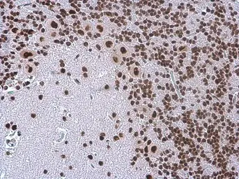 Anti-TDP43 antibody [GT225] used in IHC (Paraffin sections) (IHC-P). GTX630196