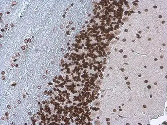 Anti-TDP43 antibody [GT733] used in IHC (Paraffin sections) (IHC-P). GTX630197