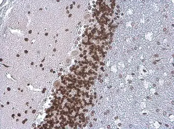 Anti-TDP43 antibody [GT733] used in IHC (Paraffin sections) (IHC-P). GTX630197