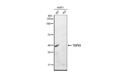 Anti-TDP43 antibody [GT733] used in Western Blot (WB). GTX630197