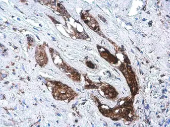 Anti-SOD2 antibody [GT1433] used in IHC (Paraffin sections) (IHC-P). GTX630559