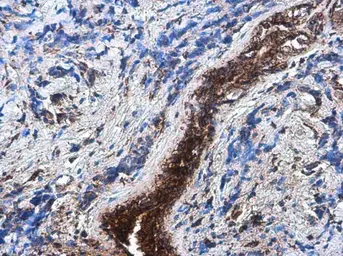 Anti-SOD2 antibody [GT1433] used in IHC (Paraffin sections) (IHC-P). GTX630559