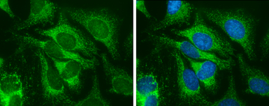 Anti-SOD2 antibody [GT1433] used in Immunocytochemistry/ Immunofluorescence (ICC/IF). GTX630559