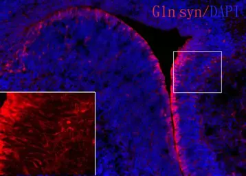 Anti-Glutamine synthetase antibody [GT1055] used in IHC (Frozen sections) (IHC-Fr). GTX630654