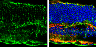 Anti-Glutamine synthetase antibody [GT1055] used in IHC (Frozen sections) (IHC-Fr). GTX630654