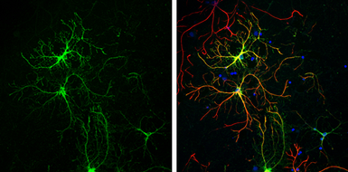 Anti-Glutamine synthetase antibody [GT1055] used in Immunocytochemistry/ Immunofluorescence (ICC/IF). GTX630654