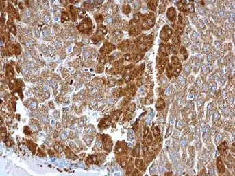 Anti-Glutamine synthetase antibody [GT1055] used in IHC (Paraffin sections) (IHC-P). GTX630654