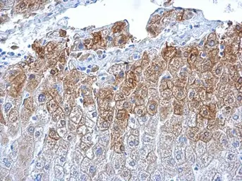 Anti-Glutamine synthetase antibody [GT1055] used in IHC (Paraffin sections) (IHC-P). GTX630654