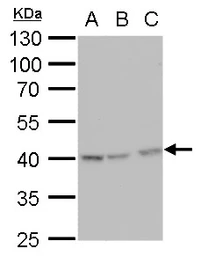 Anti-Glutamine synthetase antibody [GT1055] used in Western Blot (WB). GTX630654