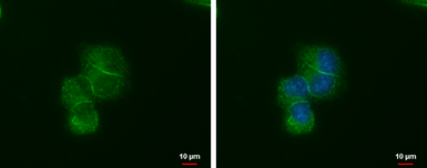 Anti-LIN7A antibody [GT377] used in Immunocytochemistry/ Immunofluorescence (ICC/IF). GTX631106