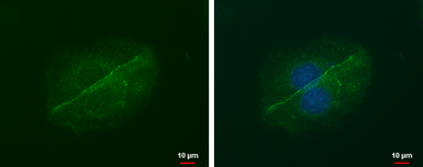 Anti-LIN7A antibody [GT879] used in Immunocytochemistry/ Immunofluorescence (ICC/IF). GTX631107