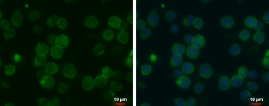 Anti-MCT1 antibody [GT14612] used in Immunocytochemistry/ Immunofluorescence (ICC/IF). GTX631643