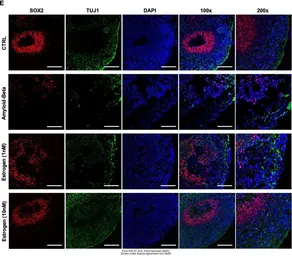 Anti-beta Tubulin 3/ Tuj1 antibody [GT11710] used in IHC (Frozen sections) (IHC-Fr). GTX631836