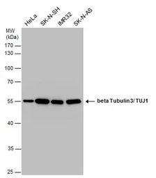 Anti-beta Tubulin 3/ Tuj1 antibody [GT11710] used in Western Blot (WB). GTX631836