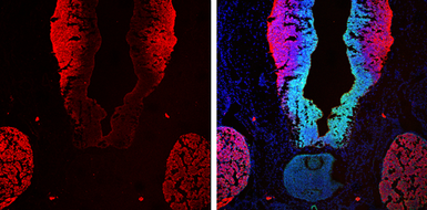 Anti-beta Tubulin 3/ Tuj1 antibody [GT11710] used in IHC (Frozen sections) (IHC-Fr). GTX631836