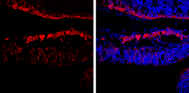 Anti-beta Tubulin 3/ Tuj1 antibody [GT11710] used in IHC (Frozen sections) (IHC-Fr). GTX631836