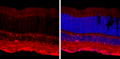 Anti-beta Tubulin 3/ Tuj1 antibody [GT11710] used in IHC (Frozen sections) (IHC-Fr). GTX631836