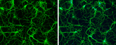 Anti-beta Tubulin 3/ Tuj1 antibody [GT11710] used in Immunocytochemistry/ Immunofluorescence (ICC/IF). GTX631836