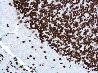 Anti-Histone H4K16ac (Acetyl Lys16) antibody [GT1271] used in IHC (Paraffin sections) (IHC-P). GTX632067