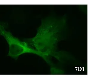 Anti-CACNB3 antibody [7D1] used in Immunocytochemistry/ Immunofluorescence (ICC/IF). GTX632268